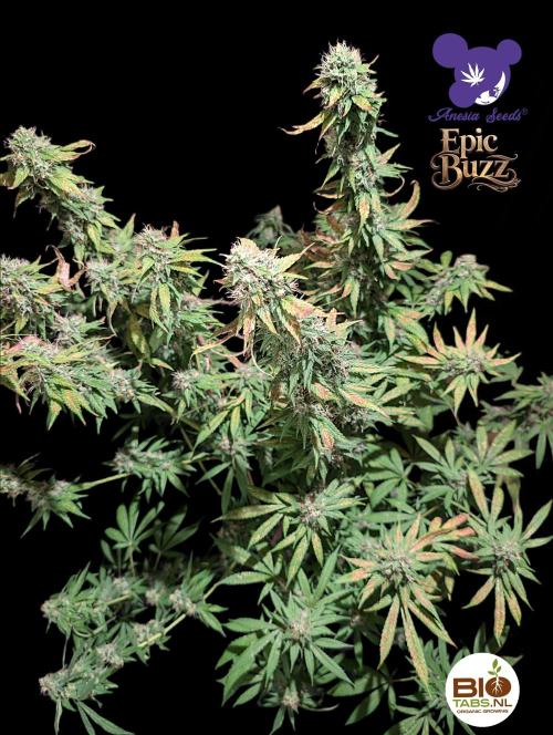 Epic Buzz - Anesia - Bio Tabs NL - VS.. Week 13