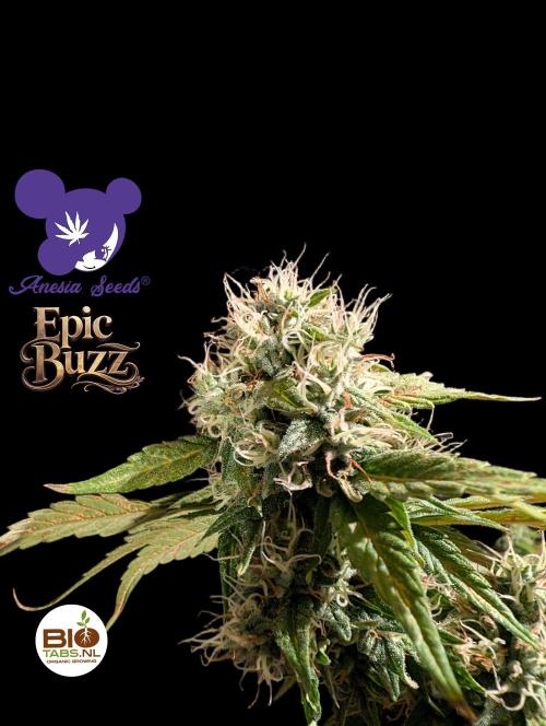 Epic Buzz - Anesia - Bio Tabs NL - VS.. Week 13