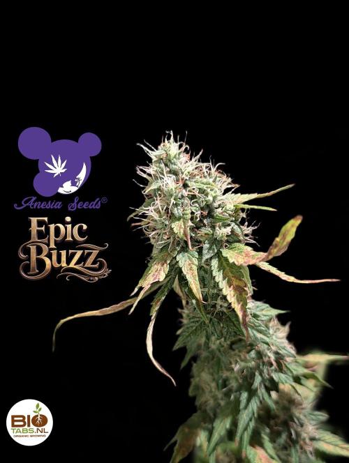 Epic Buzz - Anesia - Bio Tabs NL - VS.. Week 13