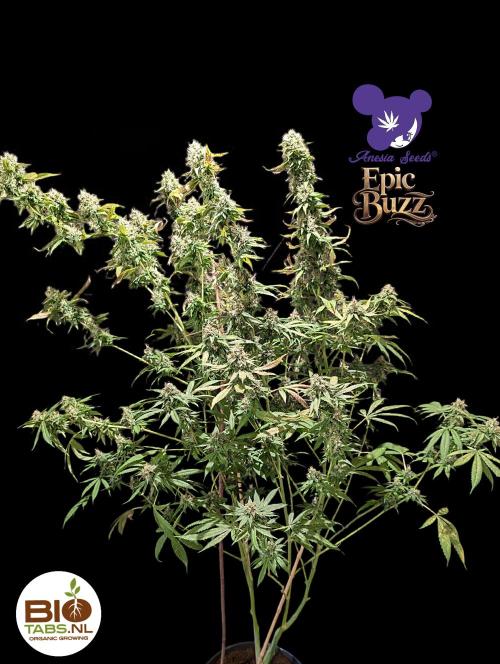 Epic Buzz - Anesia - Bio Tabs NL - VS.. Week 13