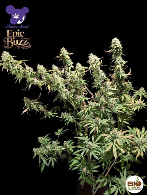 Epic Buzz - Anesia - Bio Tabs NL - VS.. Week 13