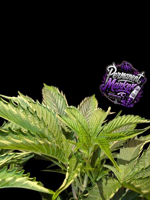 Permanent Marker -Seed Junky-Doja-BTNL. Week 5