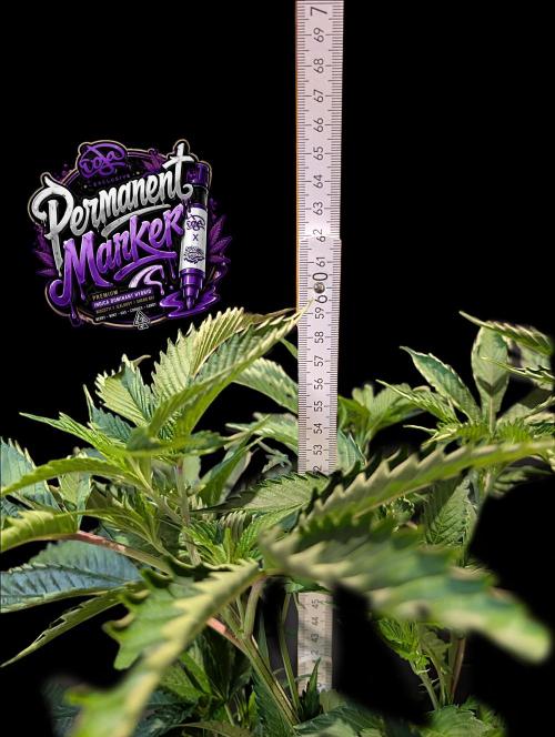 Permanent Marker -Seed Junky-Doja-BTNL. Week 5