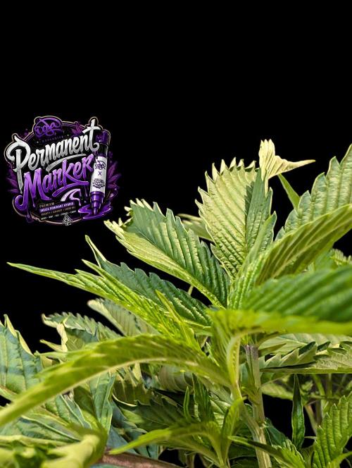 Permanent Marker -Seed Junky-Doja-BTNL. Week 5