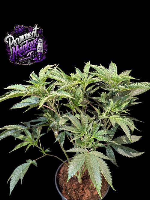 Permanent Marker -Seed Junky-Doja-BTNL. Week 5