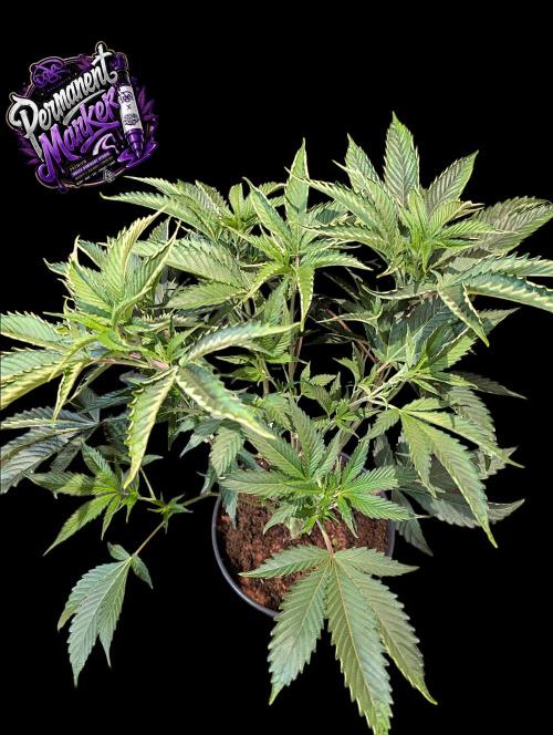 Permanent Marker -Seed Junky-Doja-BTNL. Week 5