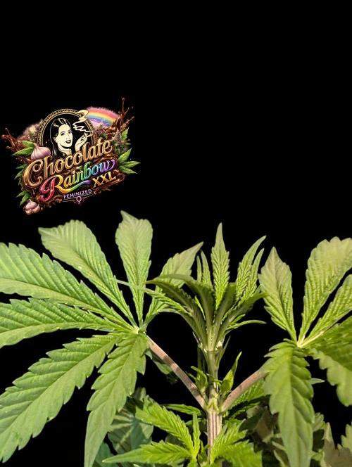 Chocolate Rainbow XXL -Sensi Seeds-BTNL. Week 5