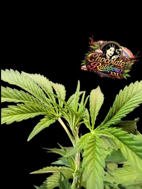 Chocolate Rainbow XXL -Sensi Seeds-BTNL. Week 5