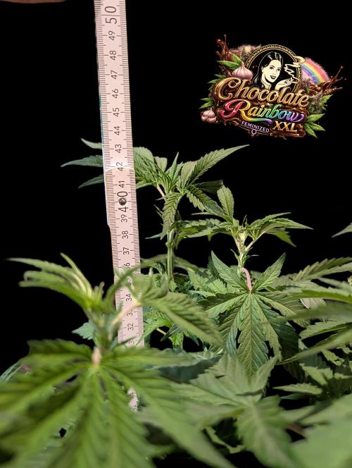 Chocolate Rainbow XXL -Sensi Seeds-BTNL. Week 5