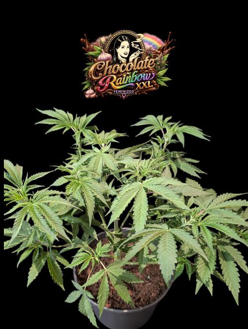 Chocolate Rainbow XXL -Sensi Seeds-BTNL. Week 5