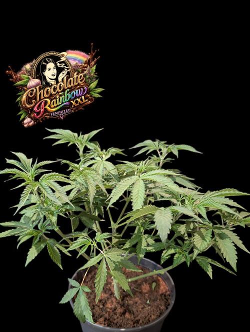 Chocolate Rainbow XXL -Sensi Seeds-BTNL. Week 5