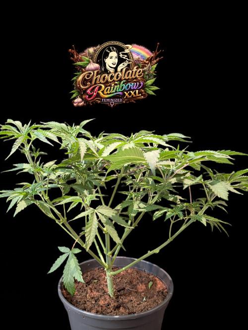 Chocolate Rainbow XXL -Sensi Seeds-BTNL. Week 5