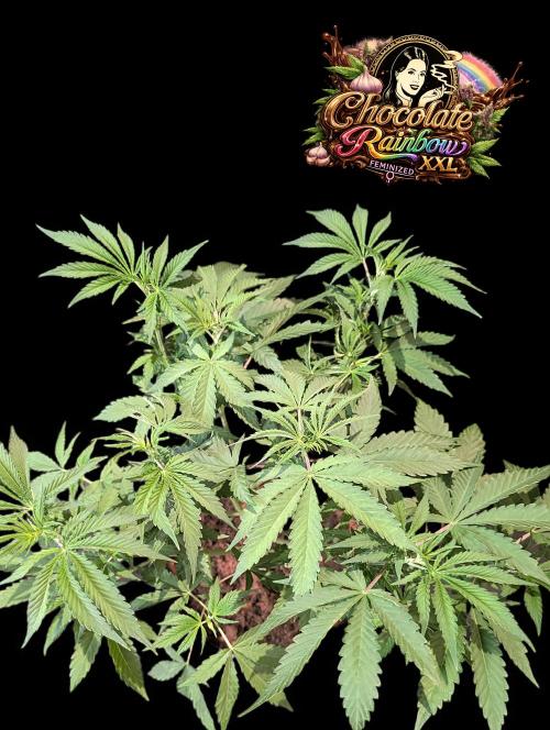 Chocolate Rainbow XXL -Sensi Seeds-BTNL. Week 5