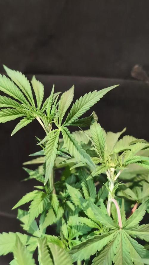 Chocolate Rainbow XXL -Sensi Seeds-BTNL