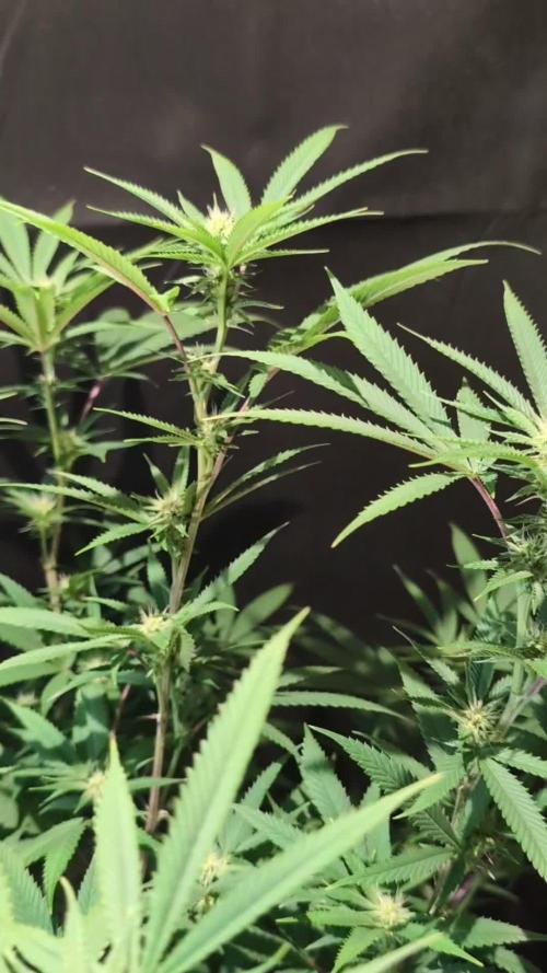 Slush Mint Cake - DP - Bio Tabs NL Grow