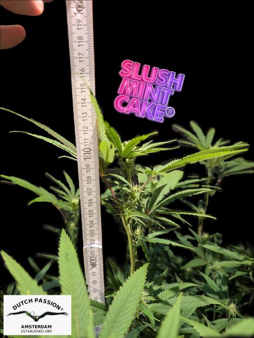 Slush Mint Cake - DP - Bio Tabs NL Grow. Week 12