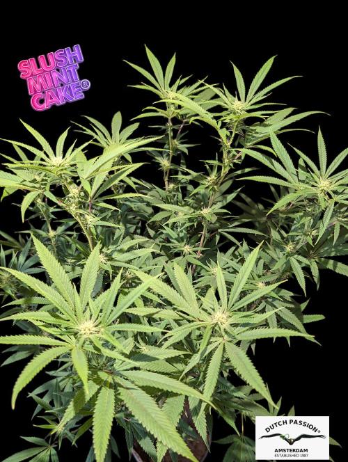 Slush Mint Cake - DP - Bio Tabs NL Grow. Week 12