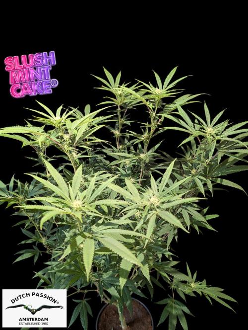 Slush Mint Cake - DP - Bio Tabs NL Grow. Week 12