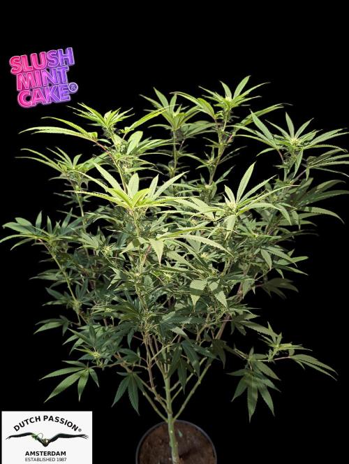 Slush Mint Cake - DP - Bio Tabs NL Grow. Week 12