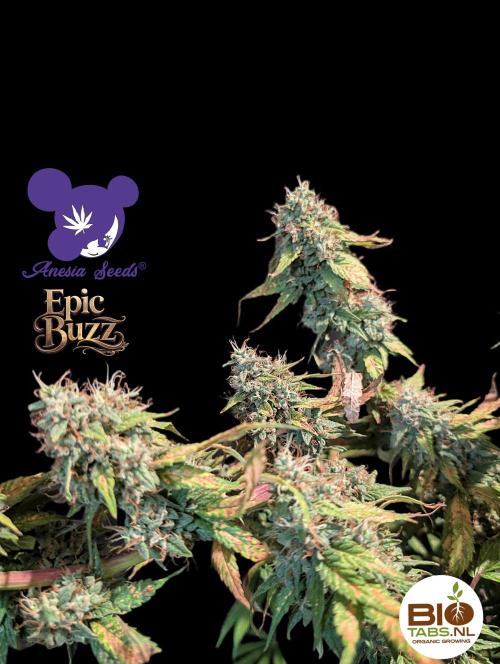 Epic Buzz - Anesia - Bio Tabs NL - VS.. Week 14