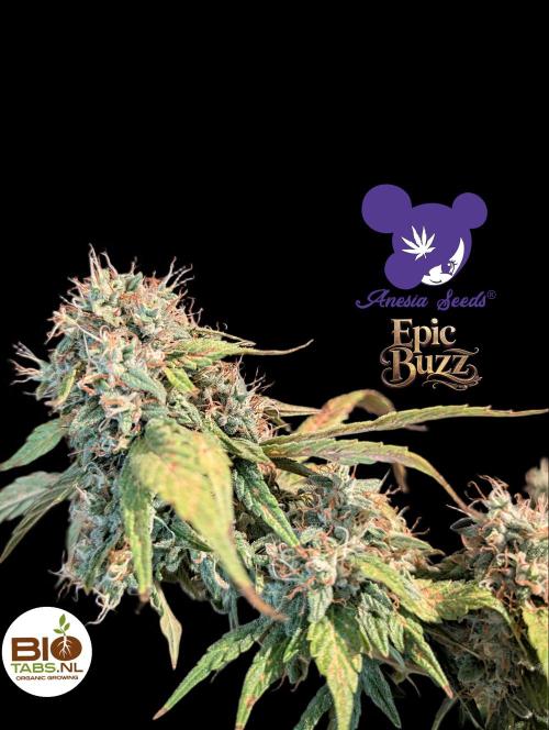 Epic Buzz - Anesia - Bio Tabs NL - VS.. Week 14