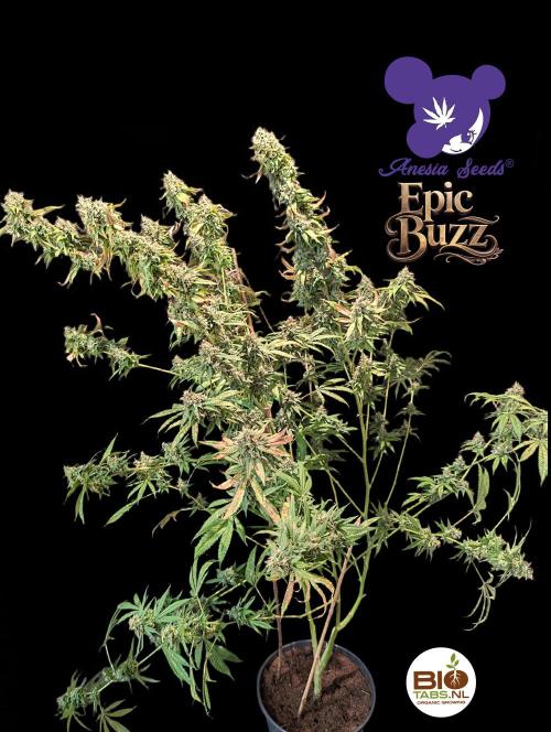 Epic Buzz - Anesia - Bio Tabs NL - VS.. Week 14