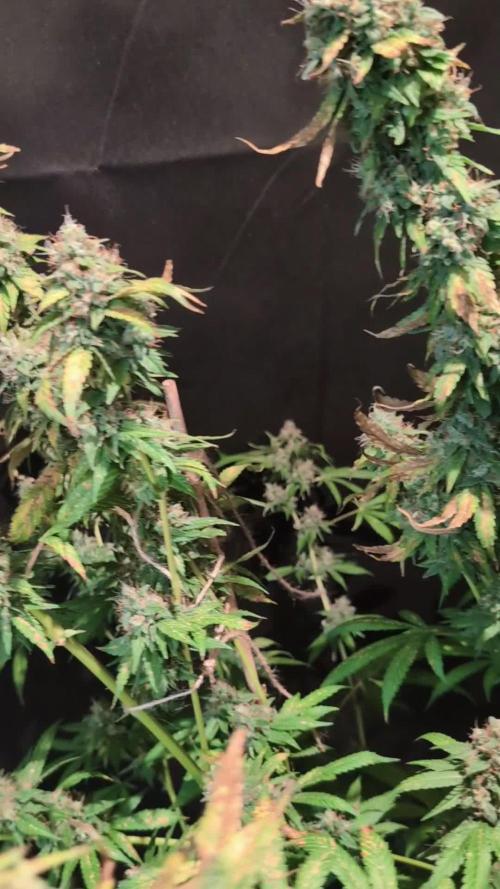 Epic Buzz - Anesia - Bio Tabs NL - VS.