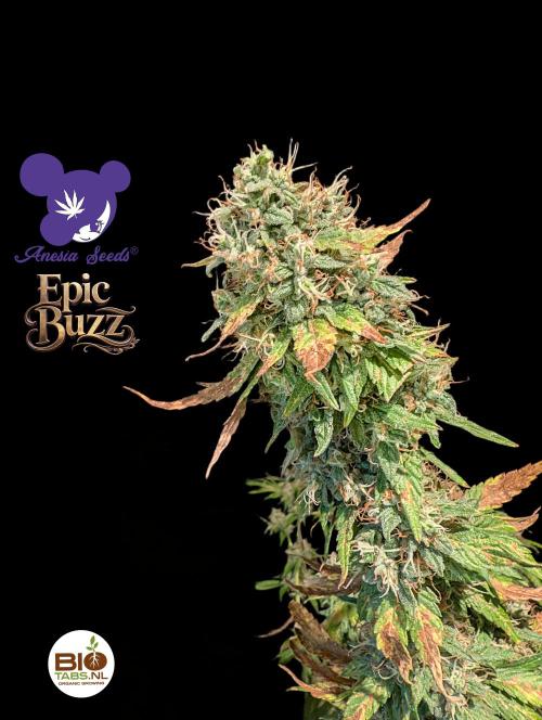 Epic Buzz - Anesia - Bio Tabs NL - VS.. Week 14