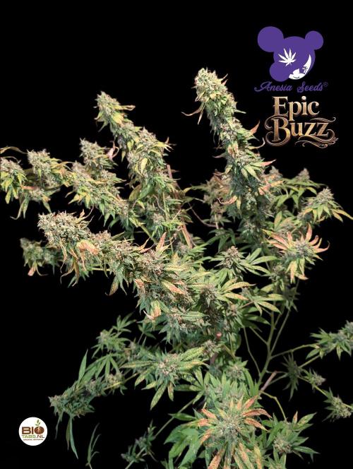 Epic Buzz. Week 14