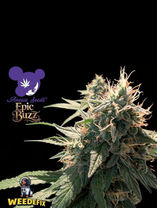 Epic Buzz - Anesia - Weedefix - VS.. Week 14