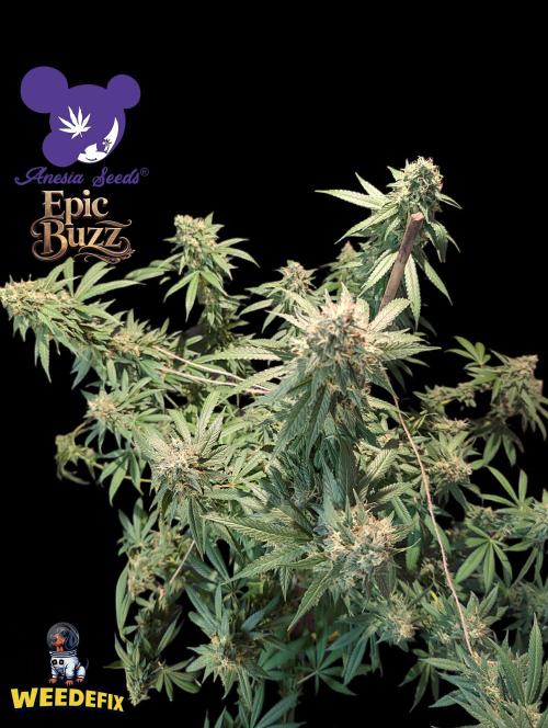 Epic Buzz - Anesia - Weedefix - VS.. Week 14