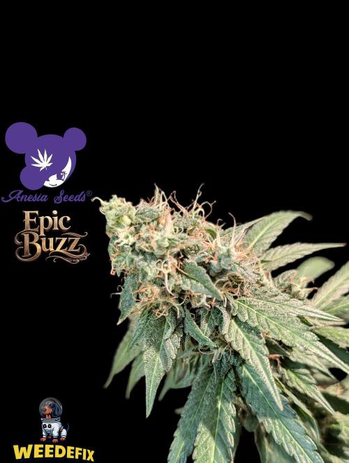 Epic Buzz - Anesia - Weedefix - VS.. Week 14