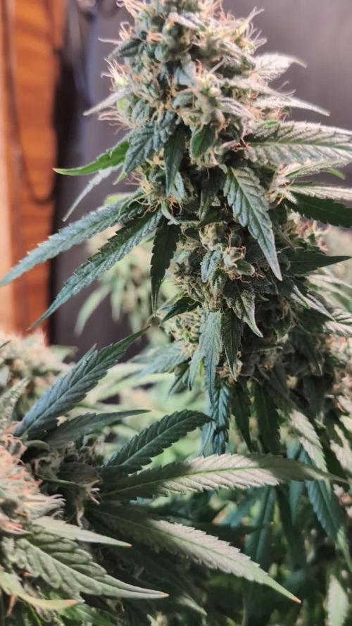 Epic Buzz - Anesia - Weedefix - VS.