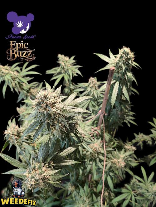 Epic Buzz - Anesia - Weedefix - VS.. Week 14