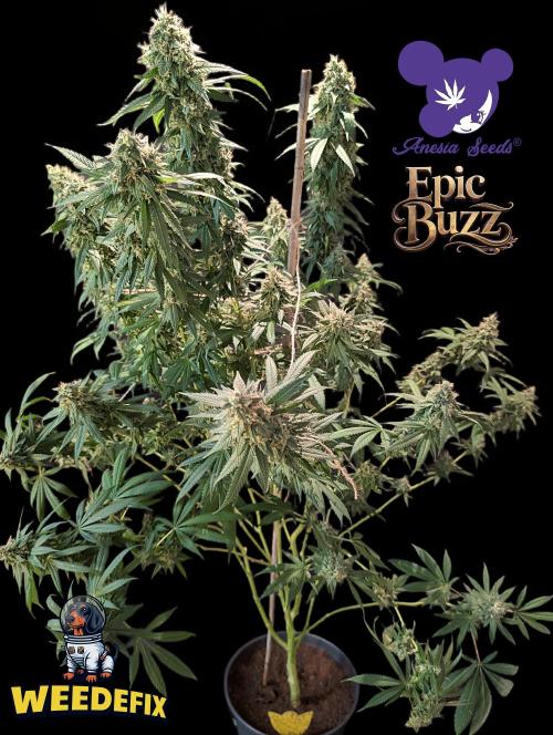 Epic Buzz - Anesia - Weedefix - VS.. Week 14