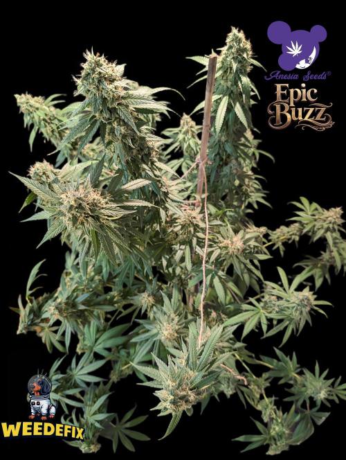 Epic Buzz. Week 14