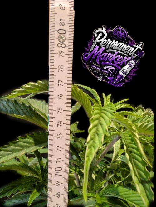 Permanent Marker -Seed Junky-Doja-BTNL. Week 6