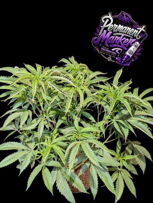 Permanent Marker -Seed Junky-Doja-BTNL. Week 6