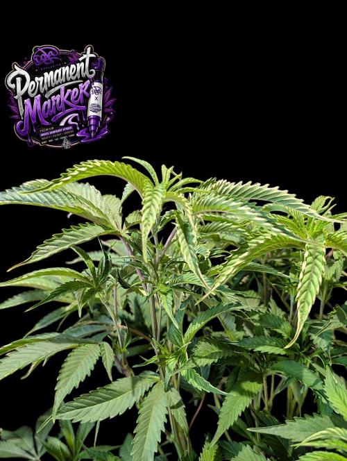 Permanent Marker -Seed Junky-Doja-BTNL. Week 6