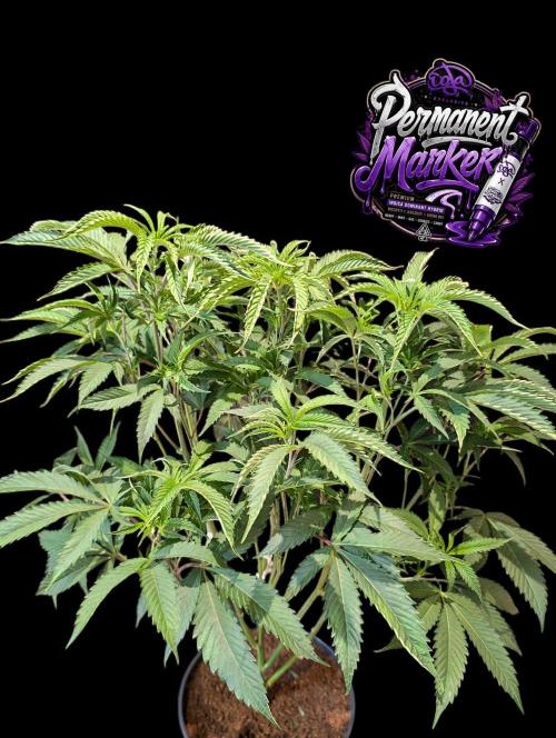 Permanent Marker -Seed Junky-Doja-BTNL. Week 6