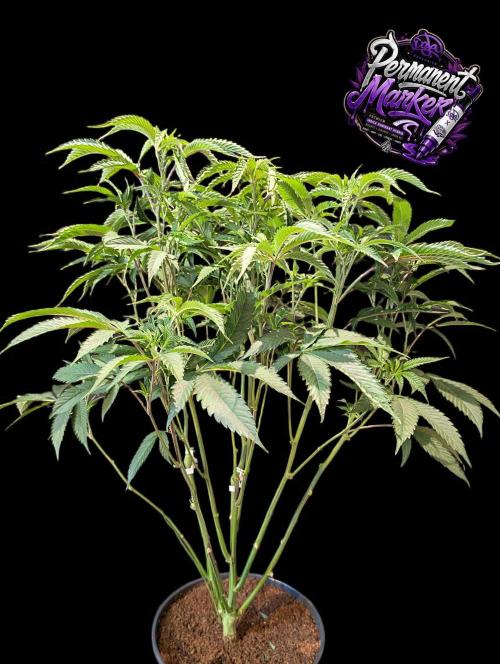 Permanent Marker -Seed Junky-Doja-BTNL. Week 6
