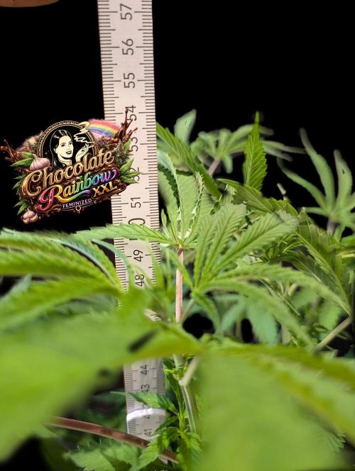 Chocolate Rainbow XXL -Sensi Seeds-BTNL. Week 6