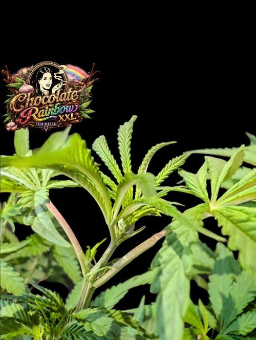 Chocolate Rainbow XXL -Sensi Seeds-BTNL. Week 6