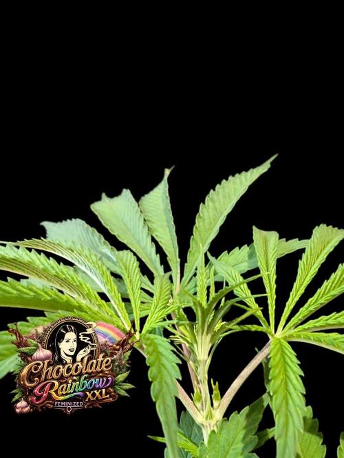 Chocolate Rainbow XXL -Sensi Seeds-BTNL. Week 6