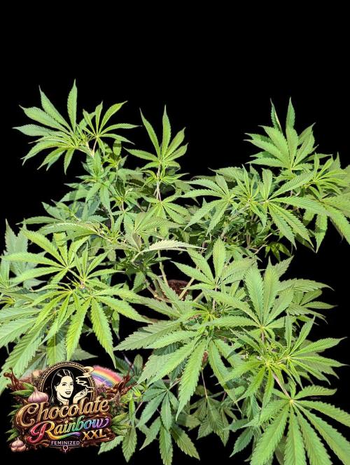 Chocolate Rainbow XXL -Sensi Seeds-BTNL. Week 6