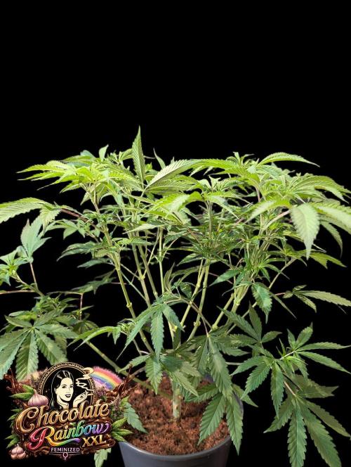 Chocolate Rainbow XXL -Sensi Seeds-BTNL. Week 6