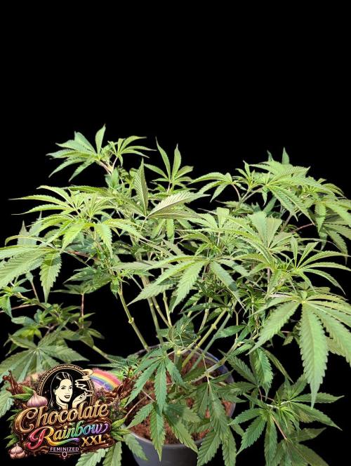 Chocolate Rainbow XXL. Week 6