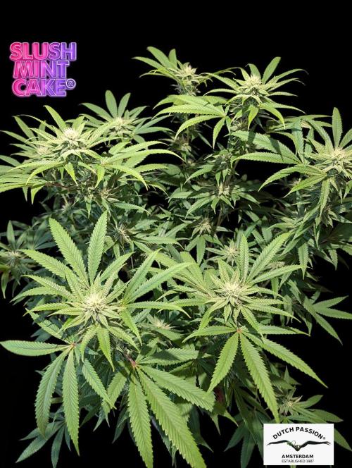 Slush Mint Cake - DP - Bio Tabs NL Grow. Week 13
