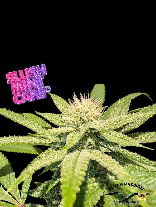 Slush Mint Cake - DP - Bio Tabs NL Grow. Week 13