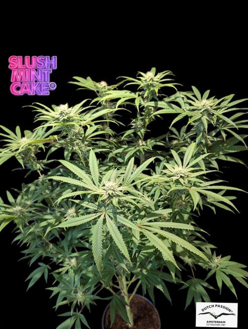 Slush Mint Cake - DP - Bio Tabs NL Grow. Week 13